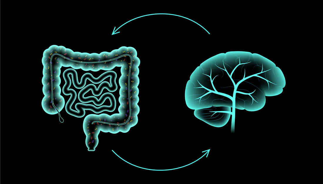 Shilajit vs. Shilajit Gold: Which One Is Right for You?
