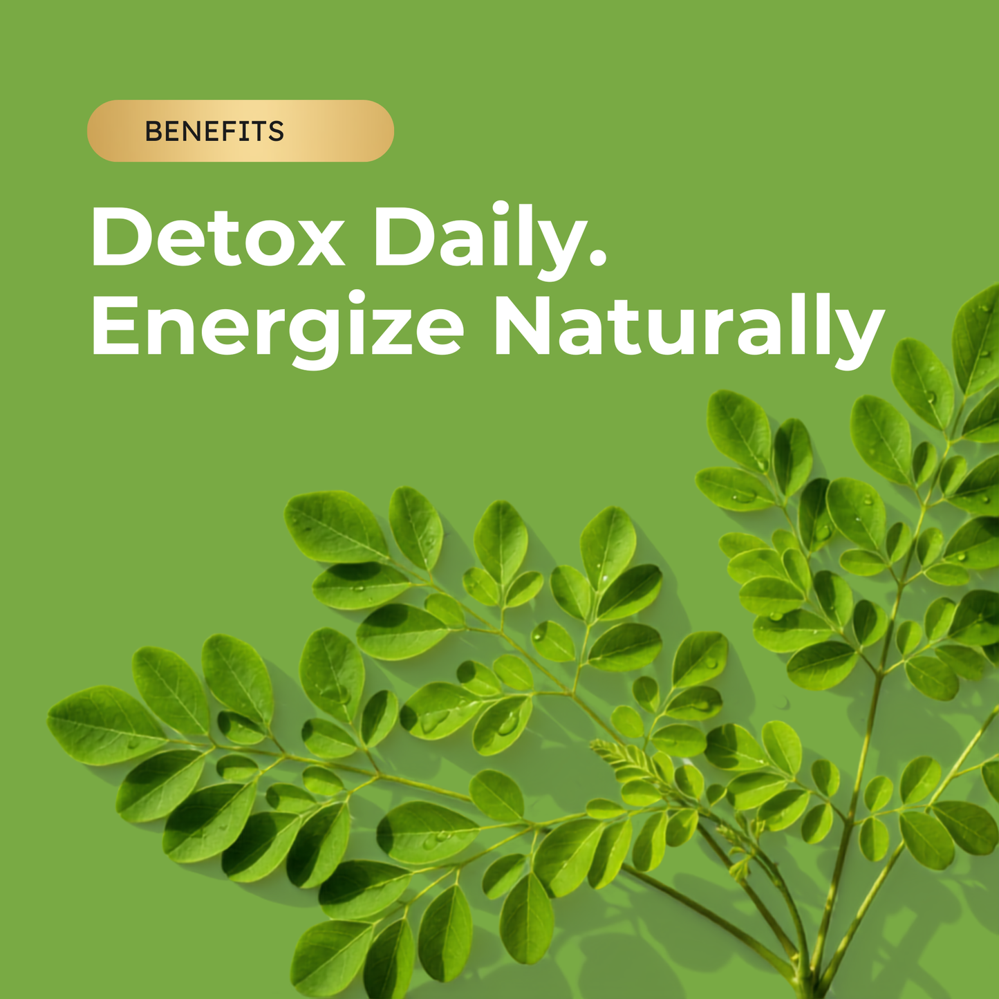 KINETQ™ Premium Moringa Leaf Powder | 100g Tin | Nature's Multivitamin