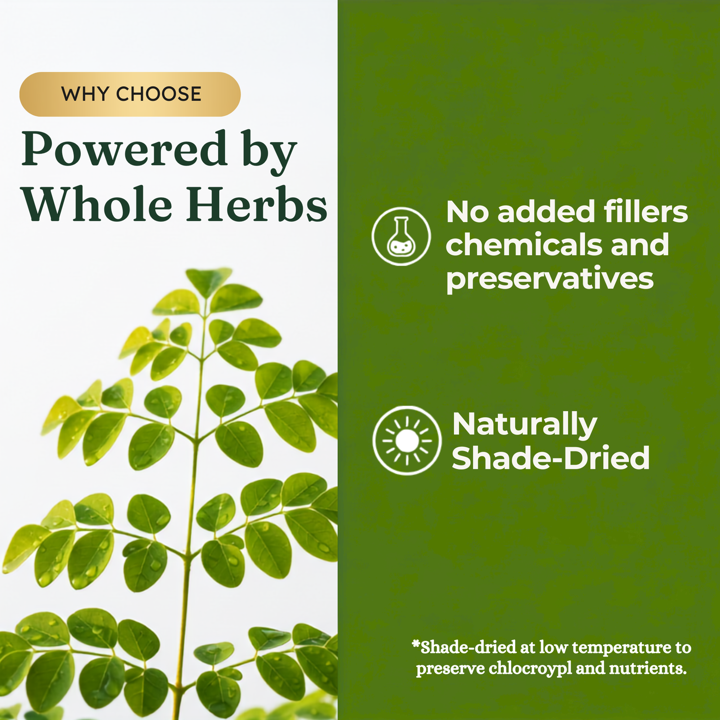 KINETQ™ Premium Moringa Leaf Powder | 200g Tin | Nature's Multivitamin